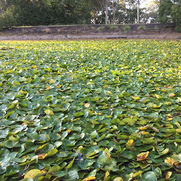 Aquatic Weed Cutting & Harvesting