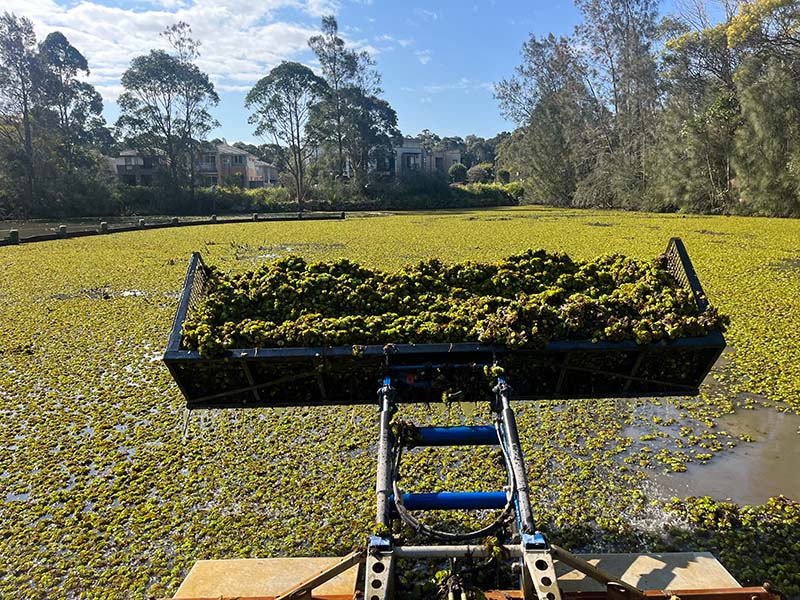 weed harvesting